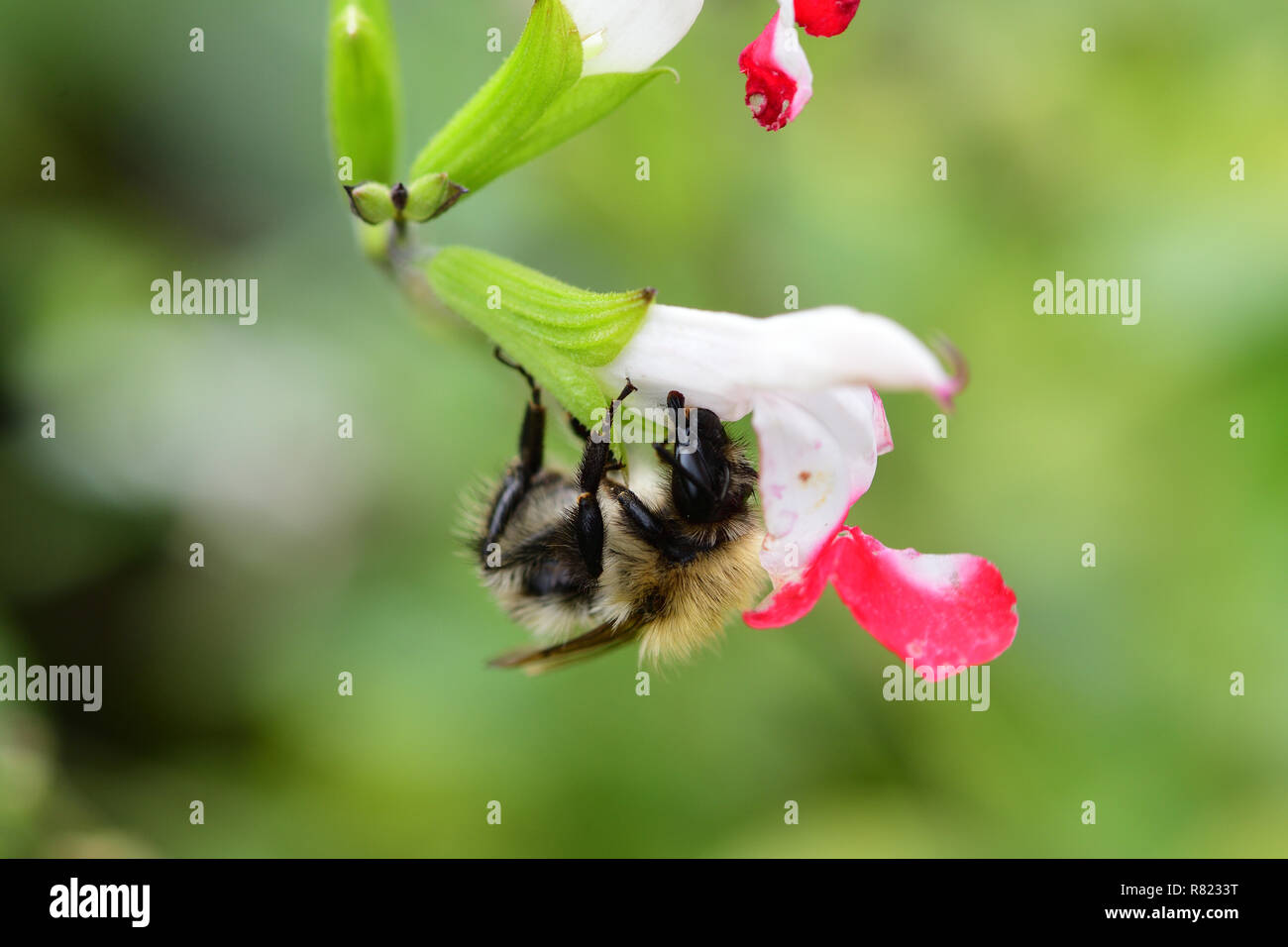 Ripresa macro di un ape impollinazione un rosso e bianco fiore di salvia Foto Stock