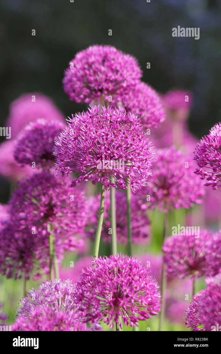 Allium Hollandicum 'viola sensazione', giganti cipolle ornamentali, chiamato anche aglio olandese, può, GIARDINO DEL REGNO UNITO Foto Stock