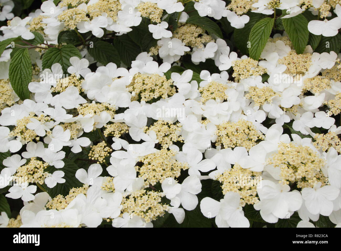 Viburnum plicatum tomentosum 'Mariesii'. Snowball giapponese 'Mariesii'' in fiore in un giardino di primavera , Maggio, REGNO UNITO Foto Stock