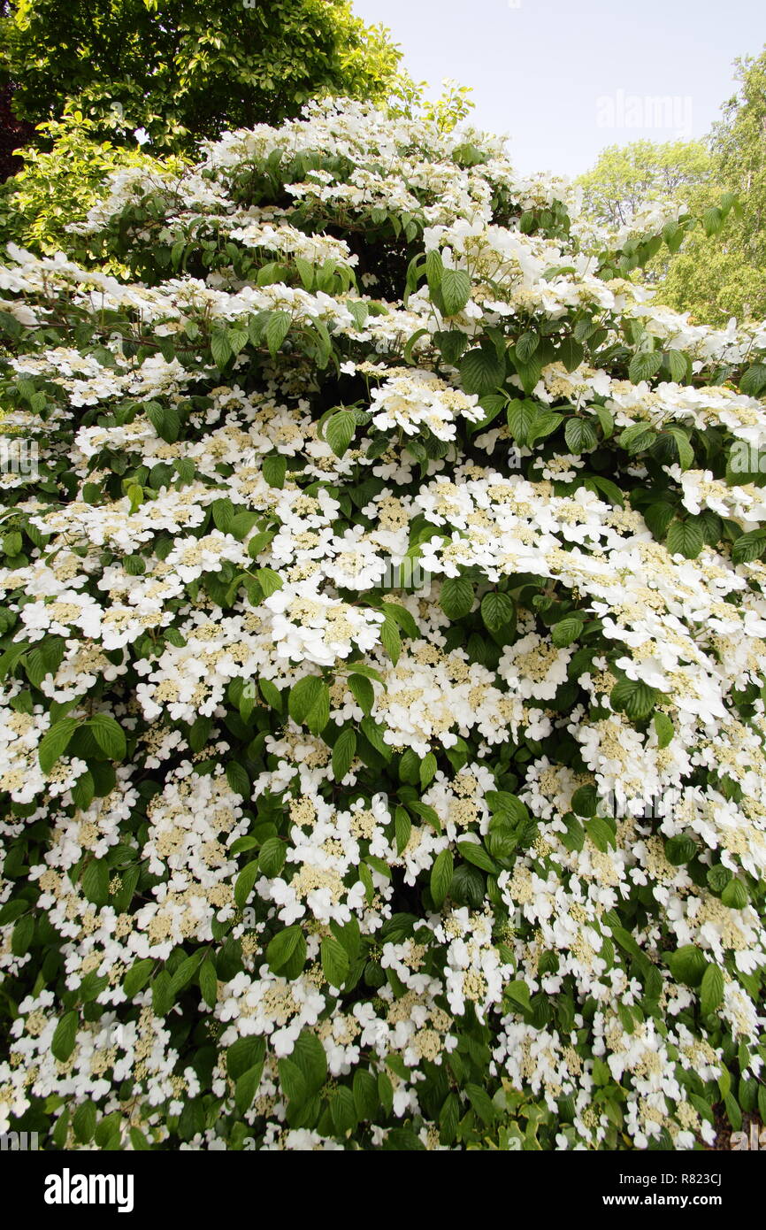 Viburnum plicatum tomentosum 'Mariesii'. Snowball giapponese 'Mariesii'' in fiore in un giardino di primavera , Maggio, REGNO UNITO Foto Stock