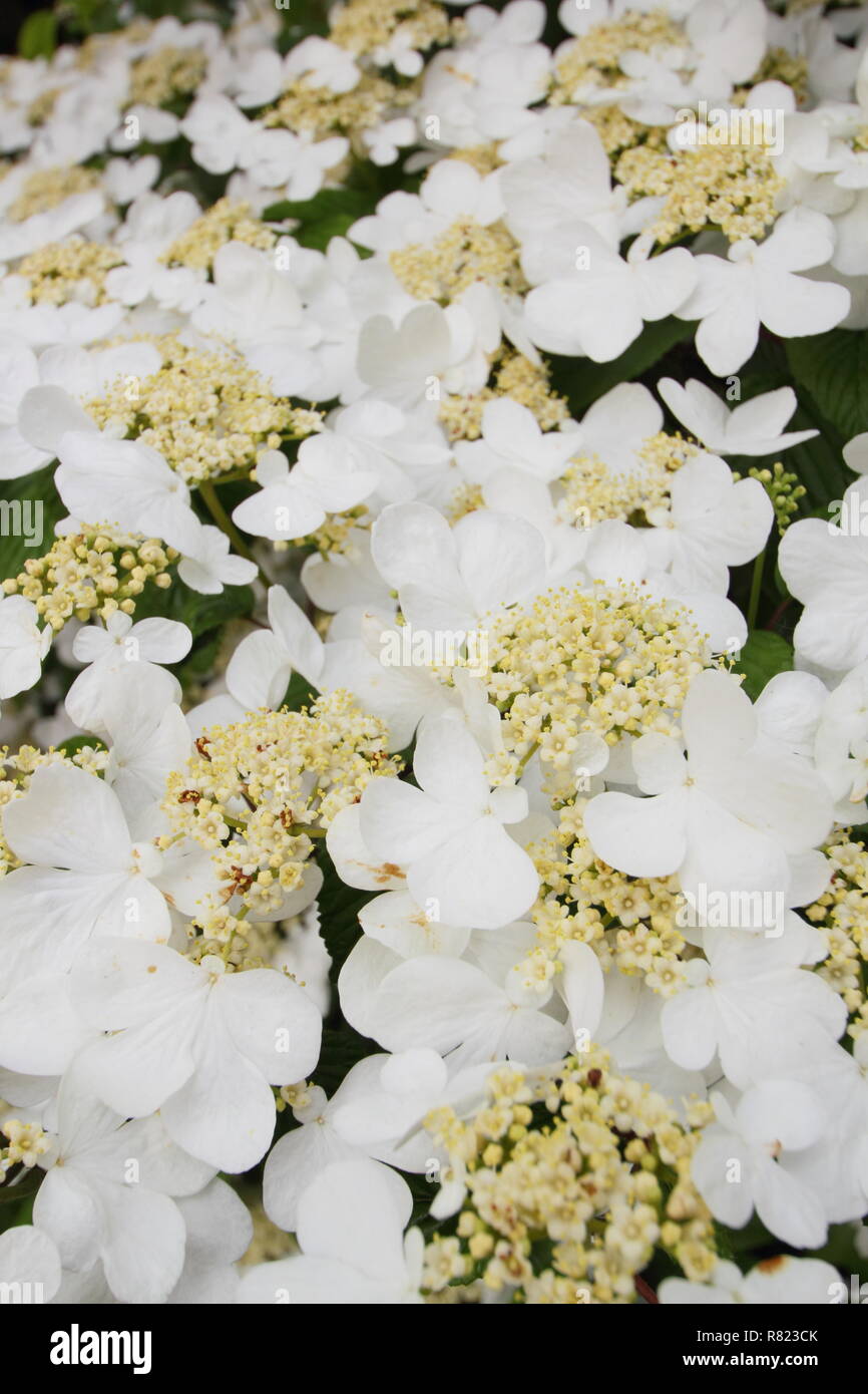 Viburnum plicatum tomentosum 'Mariesii'. Snowball giapponese 'Mariesii'' in fiore in un giardino di primavera , Maggio, REGNO UNITO Foto Stock