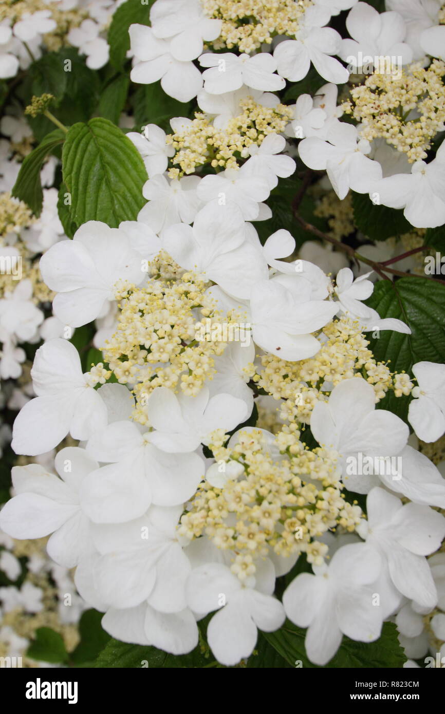 Viburnum plicatum tomentosum 'Mariesii'. Snowball giapponese 'Mariesii'' in fiore in un giardino di primavera , Maggio, REGNO UNITO Foto Stock