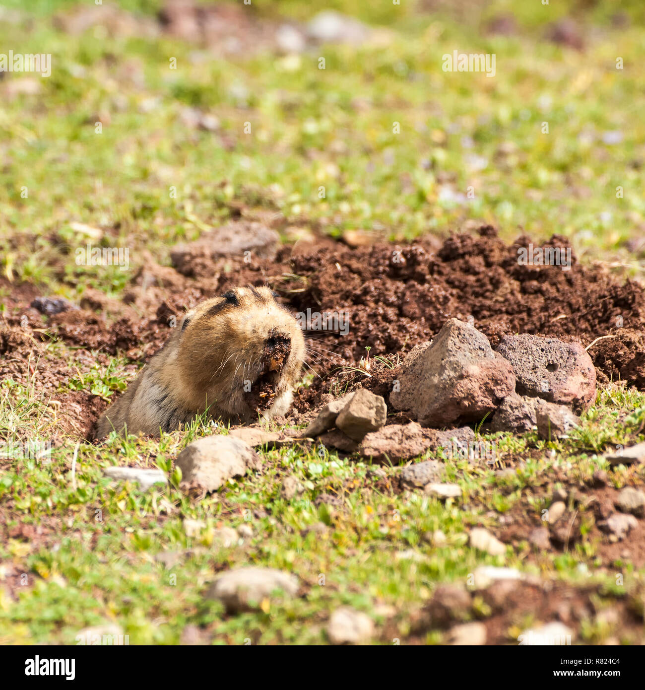 Etiope mole africana di ratto (Tachyoryctes macrocephalus), Bale Mountains National Park, zona di Balla, Regione Oromia, Etiopia Foto Stock