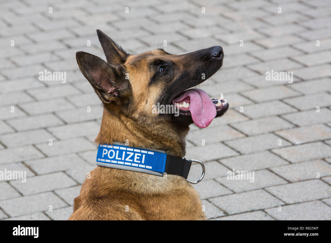 Pastore belga cane, cane di polizia, polizia sniffer con collare di polizia, Germania Foto Stock