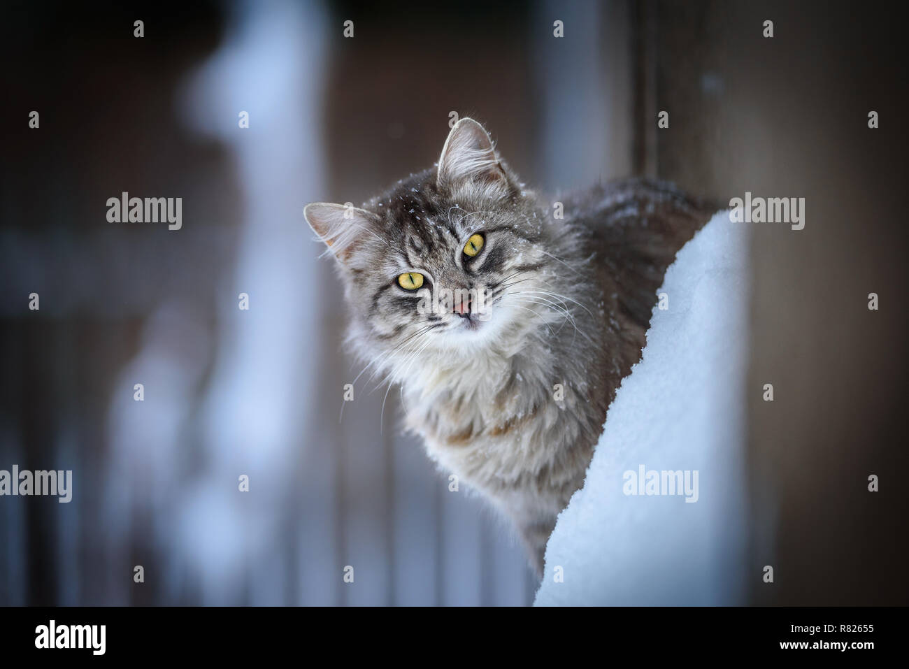 Oliver in inverno Foto Stock