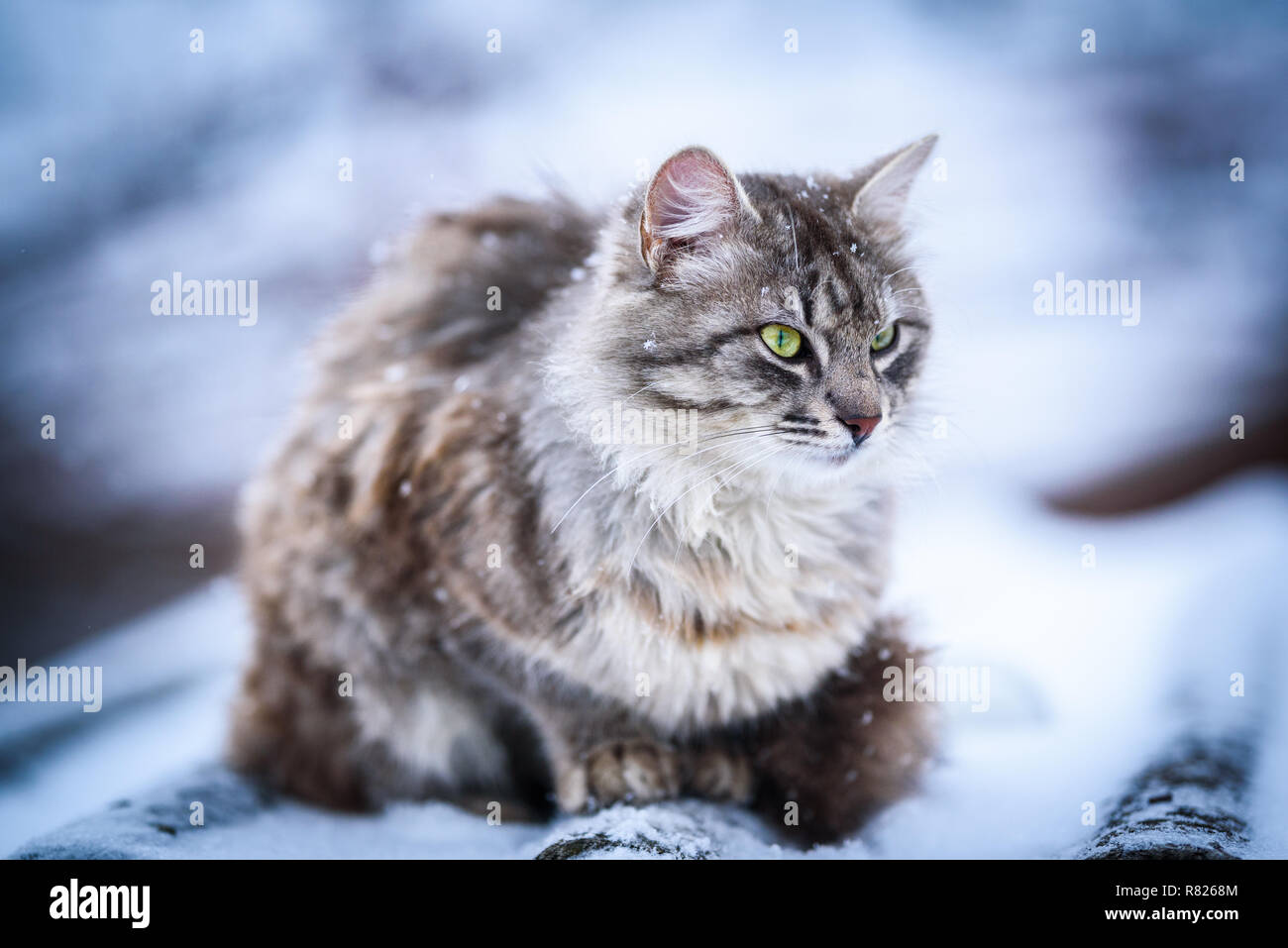 Oliver in inverno Foto Stock