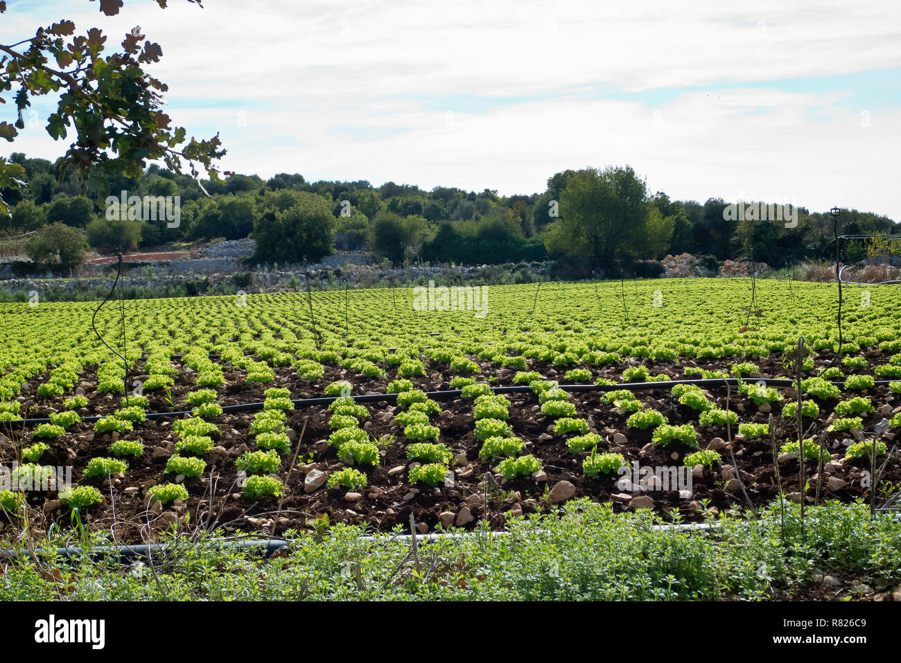 Campo di piantine di insalata con irrigazione Foto Stock