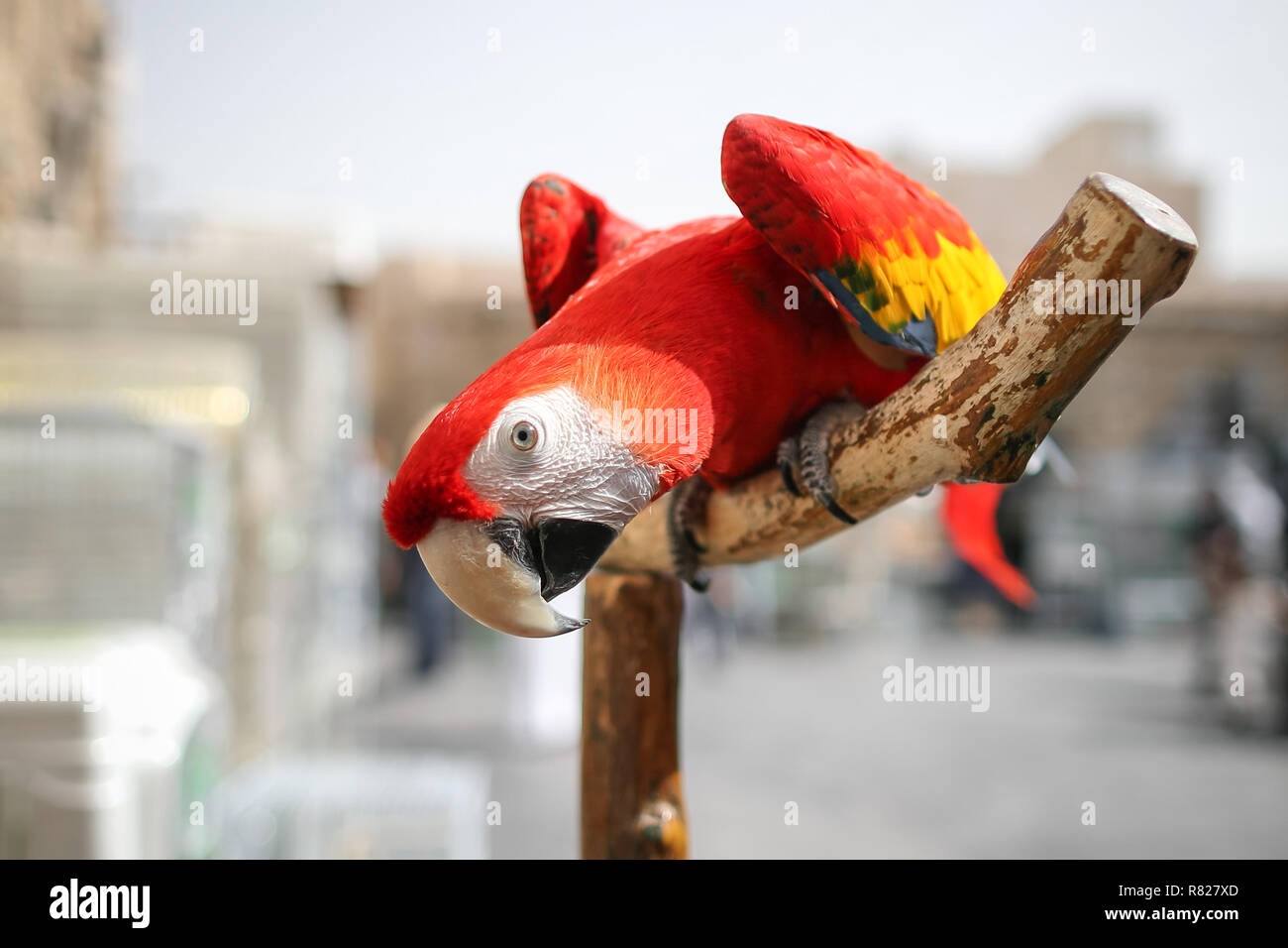 Close-up Ara pappagallo seduto sul ramo di legno e la piegatura su fotocamera. Abitudini di uccelli selvatici in cattività. Piegare in avanti di uccelli esotici. Animale Undomesticated tra contemporaneo ambiente urbano. Foto Stock
