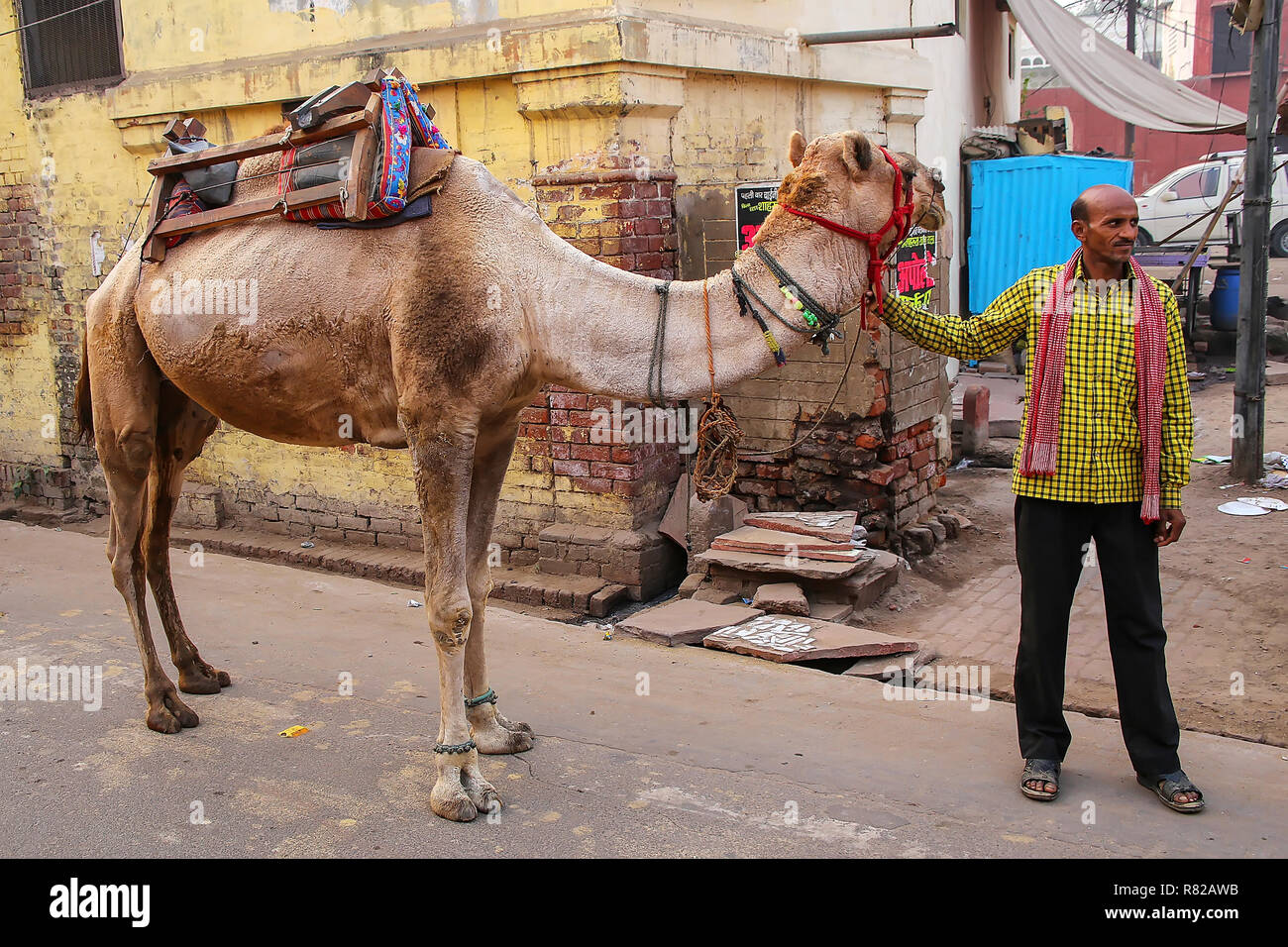Uomo in piedi con un cammello nel Taj Ganj quartiere di Agra, Uttar Pradesh, India. Agra è una delle più popolose città in Uttar Pradesh Foto Stock