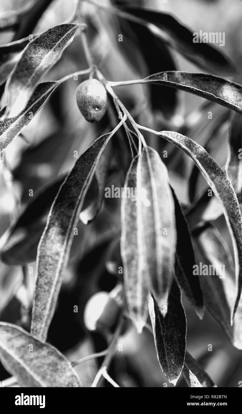 Wild insapore immangiabile oliva frutta su un albero di olivo, dettagli di olive e rami. Fresca frutta verde di Wild Olive tree appendere su mucchi di grappoli Foto Stock