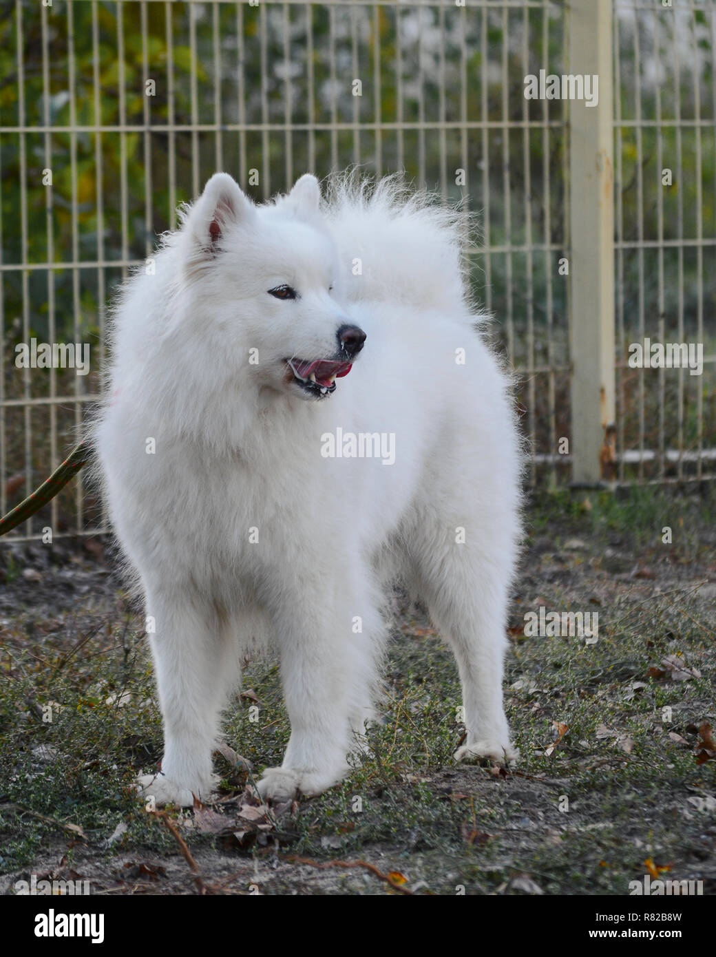 Samoiedo è una razza con un unico strato di colore bianco candido, carattere ludico e un unico sorriso innata Foto Stock