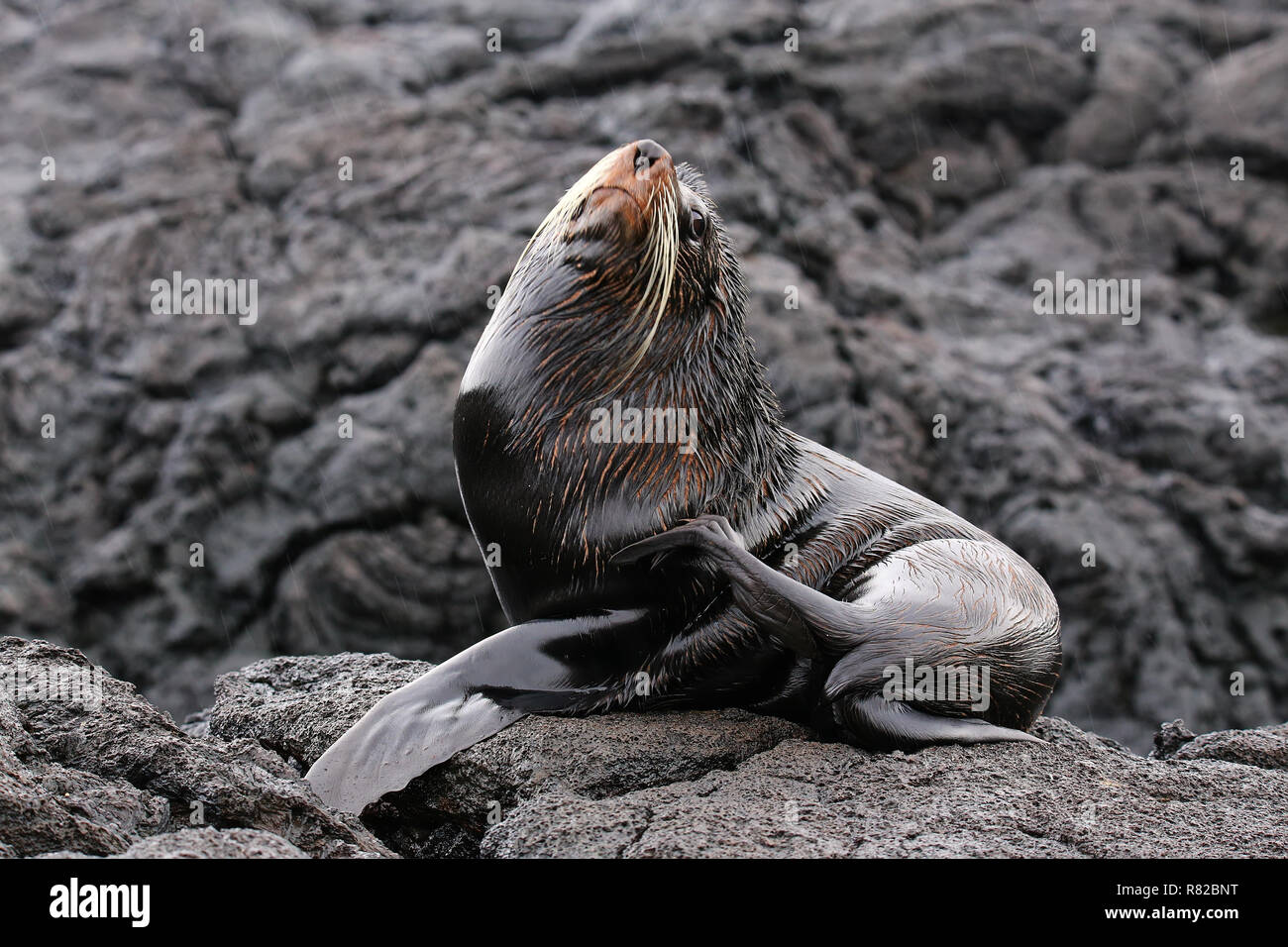 Le Galapagos fur Sea Lion (Arctocephalus galapagoensis) sull'isola di Santiago, Galapagos National Park, Ecuador. Foto Stock