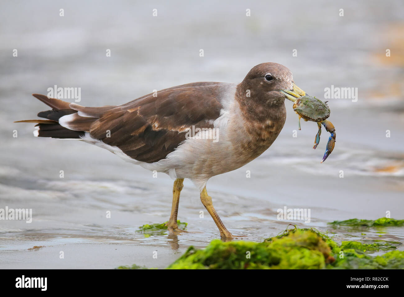 Belcher il gabbiano (Larus belcheri) mangiare granchi sulla spiaggia della Baia di Paracas, Perù. Paracas baia è ben noto per la sua abbondante fauna selvatica. Foto Stock