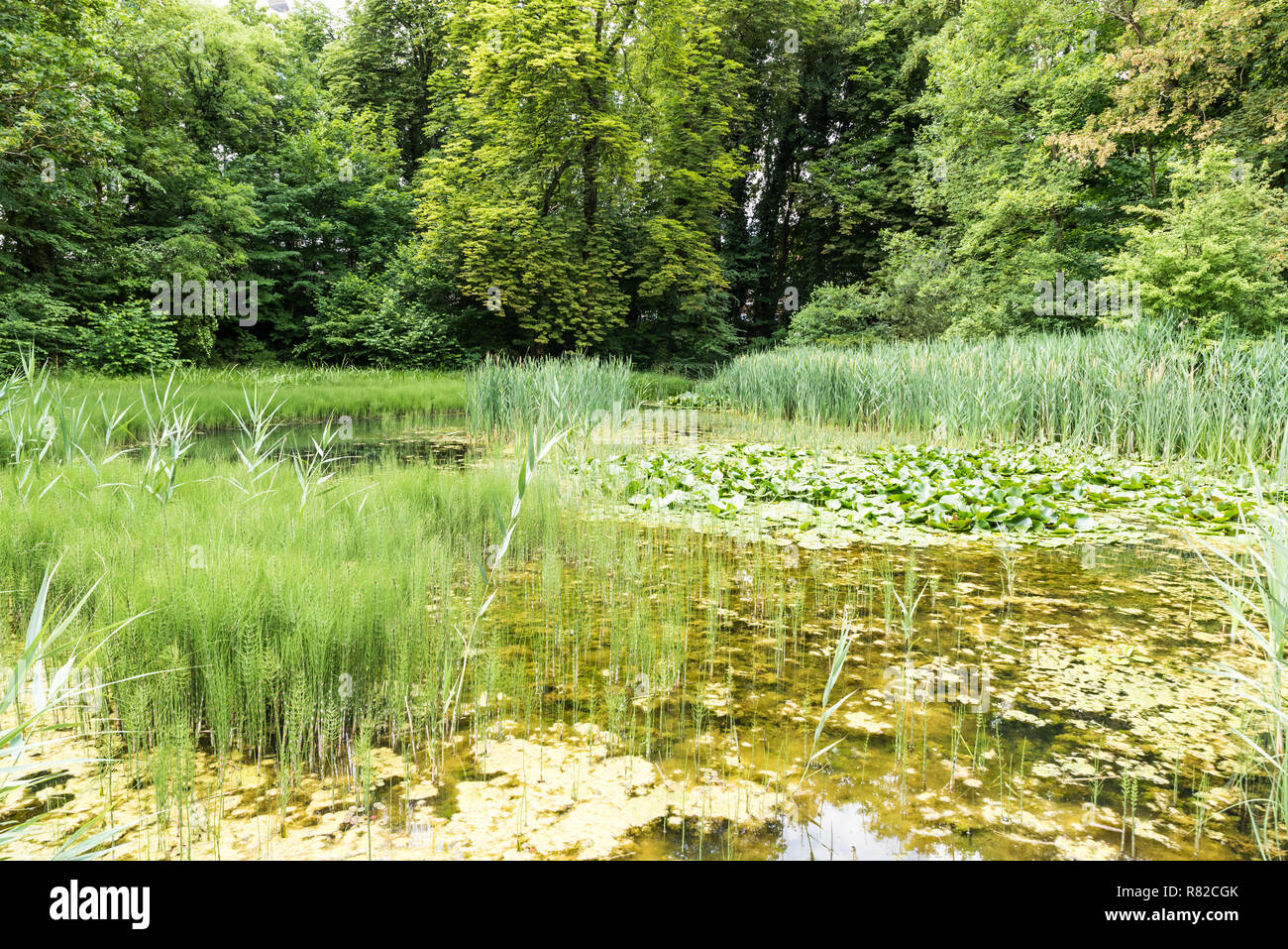Vista sulle zone umide con foglie di acqua e canneti a Bruxelles parco botanico, i giardini Massart dell'ULB Foto Stock
