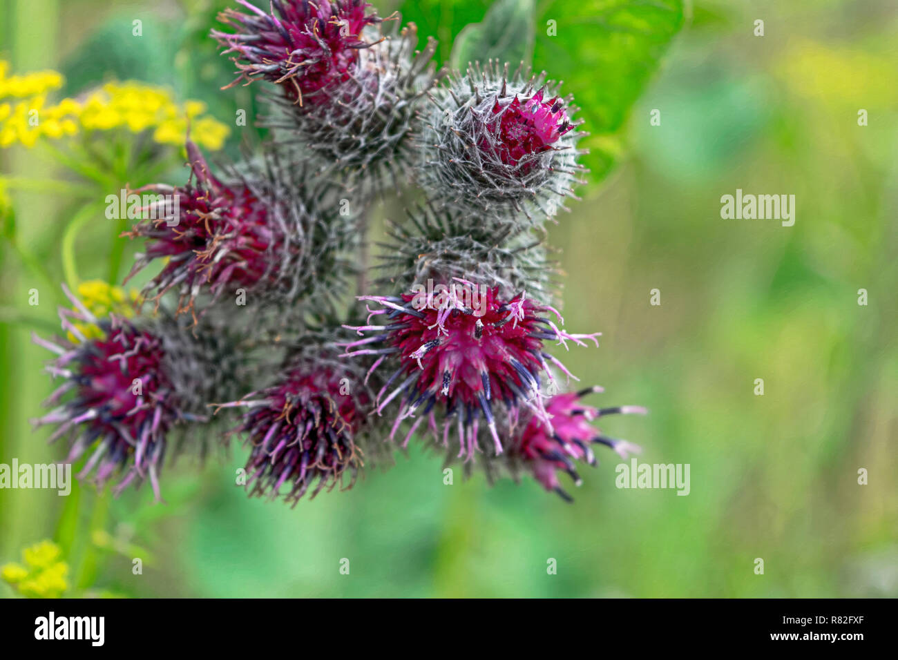Arctium lappa, Bardana. Una grande piante erbacee su sfondo sfocato. Foto Stock
