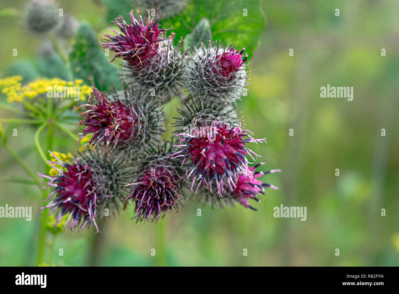 Arctium lappa, Bardana. Una grande piante erbacee su sfondo sfocato. Foto Stock