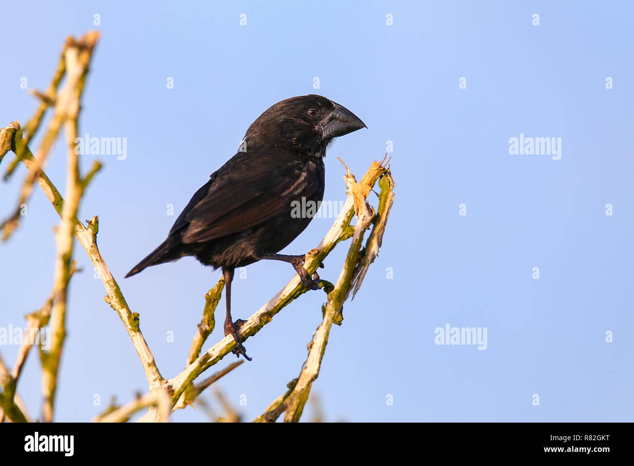 Grandi cactus Finch (Geospiza conirostris) sull'Isola Espanola, Galapagos National Park, Ecuador. È endemico delle isole Galapagos. Foto Stock