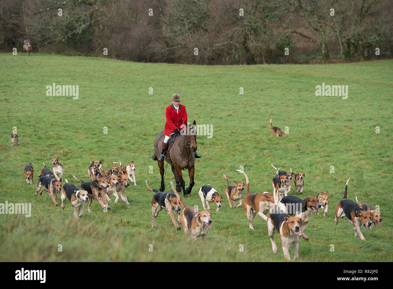 Huntsman con confezione di hounds Foto Stock