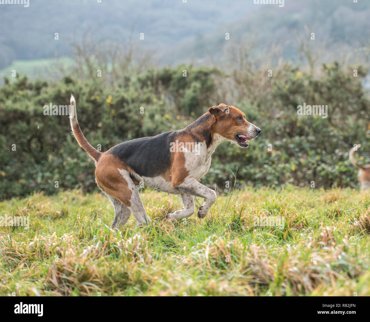 English foxhound in esecuzione Foto Stock
