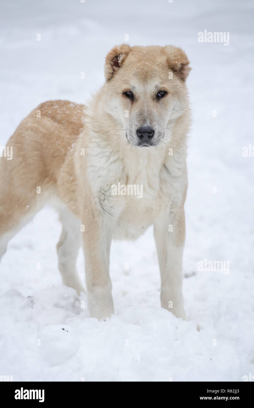 In Asia Centrale Il Cane Pastore Cucciolo Femmina 6 Mesi Di Età