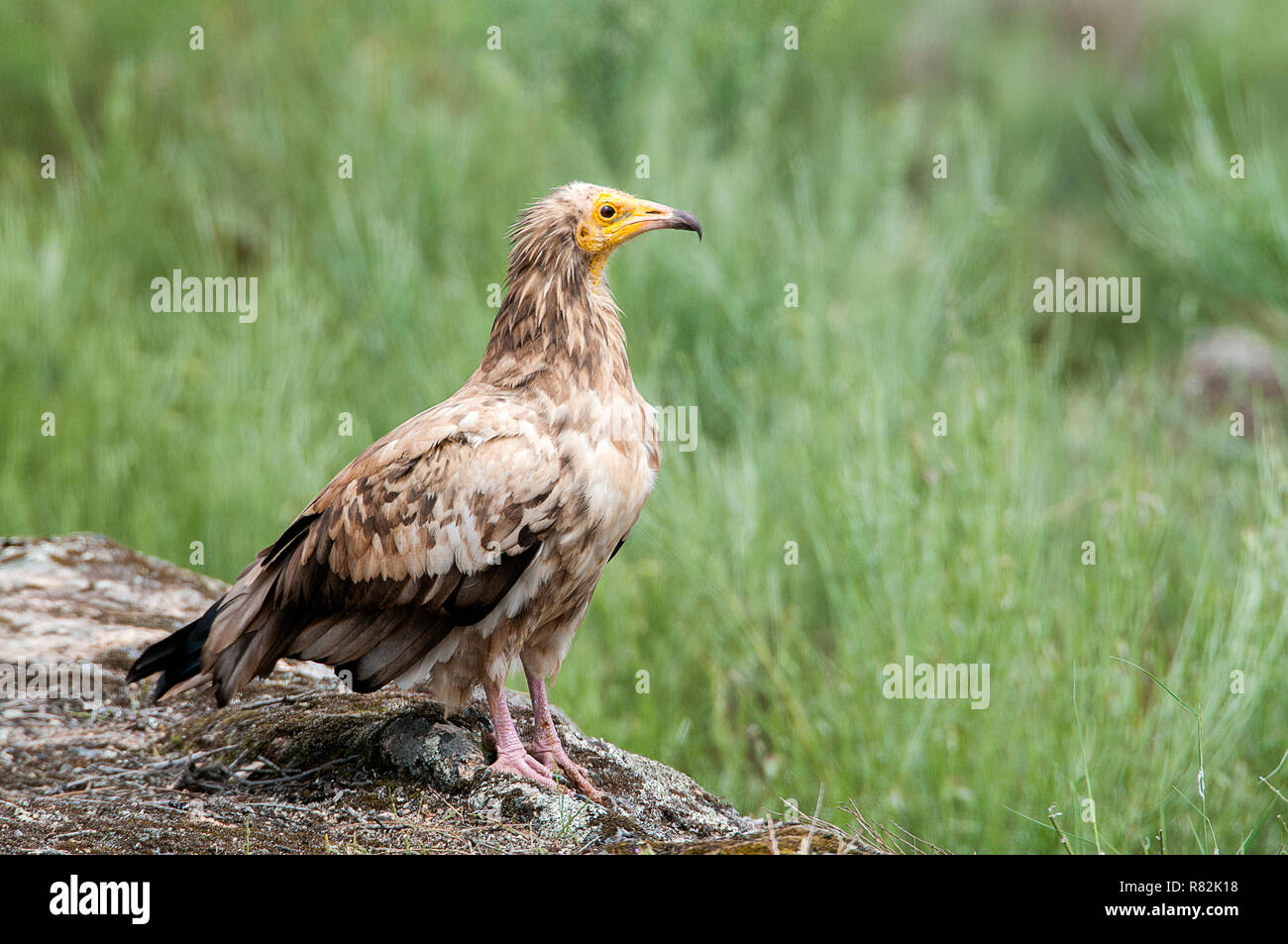 Avvoltoio Capovaccaio (Neophron percnopterus), Spagna, ritratto appollaiato sulle rocce Foto Stock