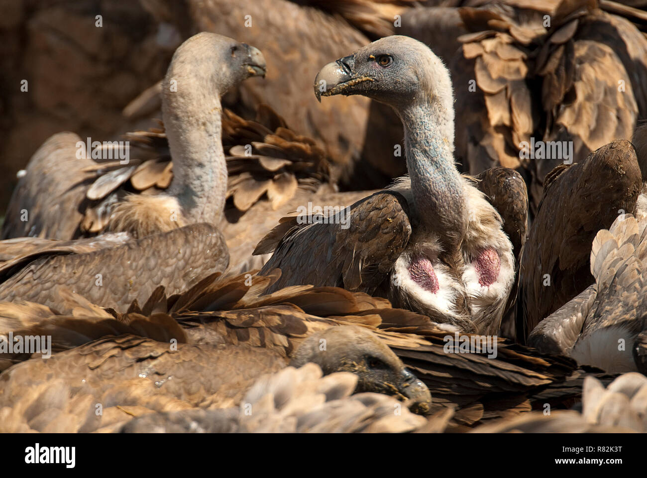 Grifone (Gyps fulvus) Gruppo di mangiare carrion,uccelli rapaci, Spagna Foto Stock