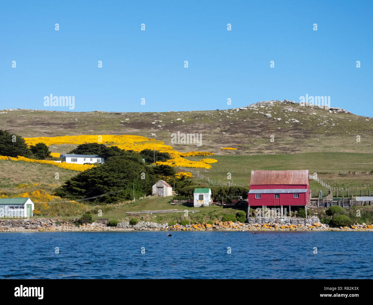 Regno Unito, Isole Falkland, West Falkland, West Point Island. Paesaggio costiero vista con giallo di fioritura e ginestre. Foto Stock