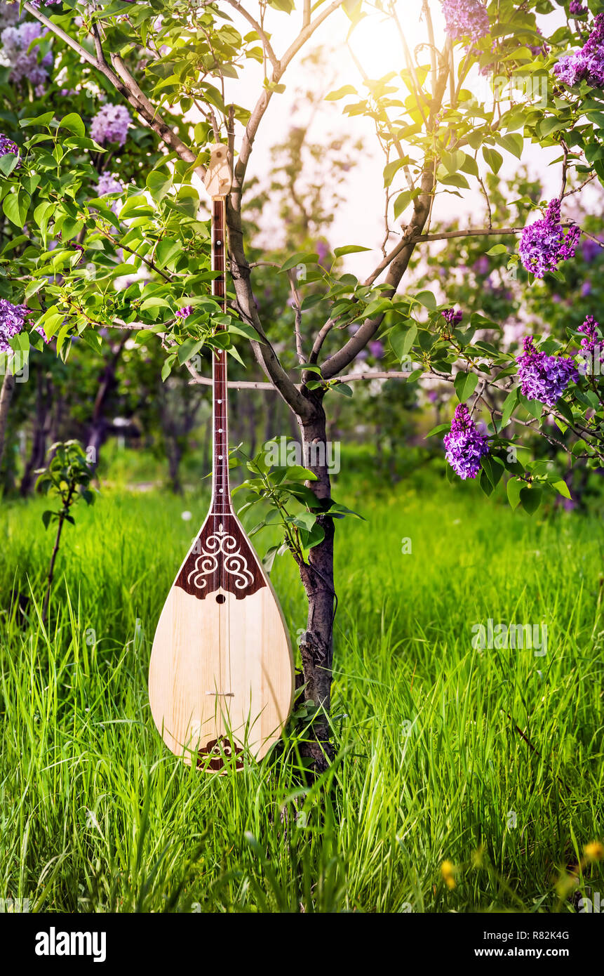 Dombra strumento kazako in giardino con fiore fiori lilla Foto Stock