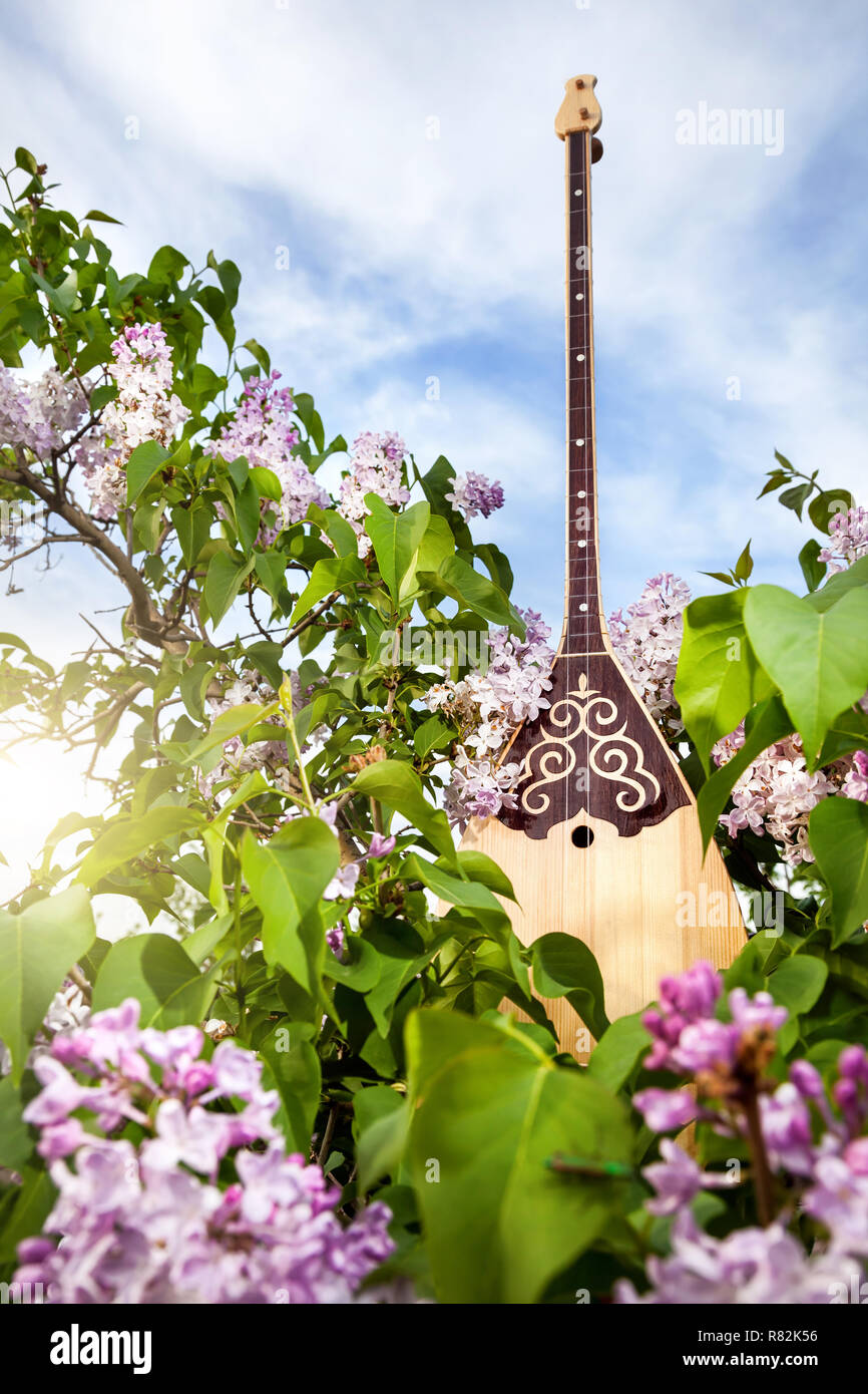 Dombra strumento kazako in giardino con fiore fiori lilla al cielo blu Foto Stock