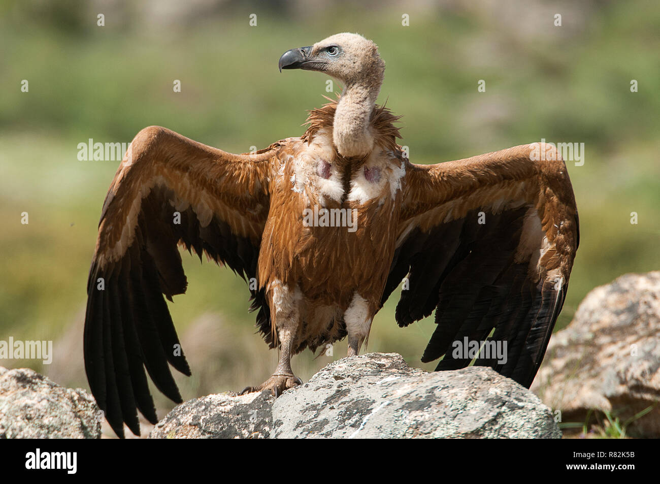 Grifone (Gyps fulvus) con ante aperte, scavenger di volo degli uccelli Foto Stock