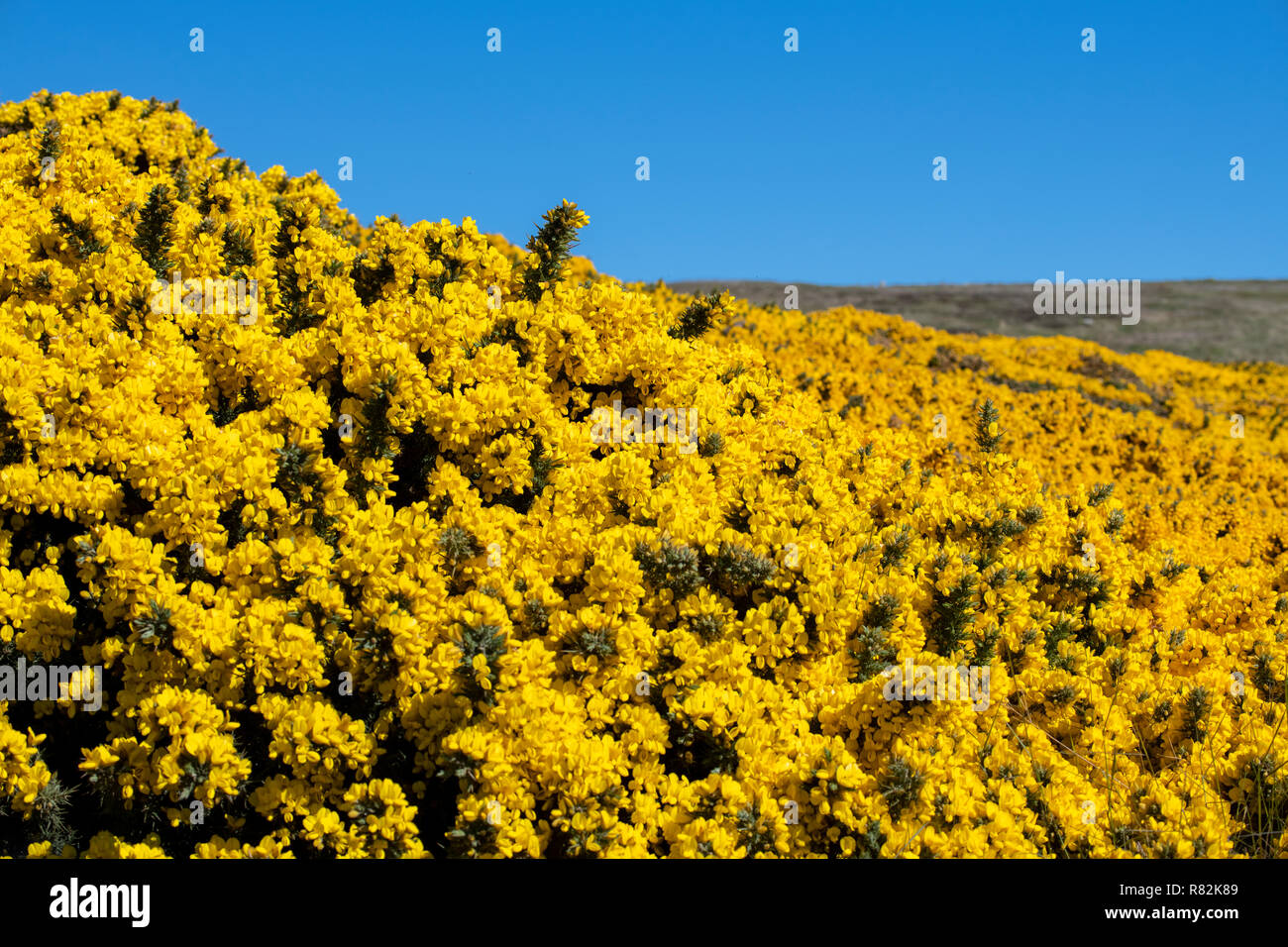 Regno Unito, Isole Falkland, West Falkland, West Point Island. Fioritura giallo gorse flora. Foto Stock