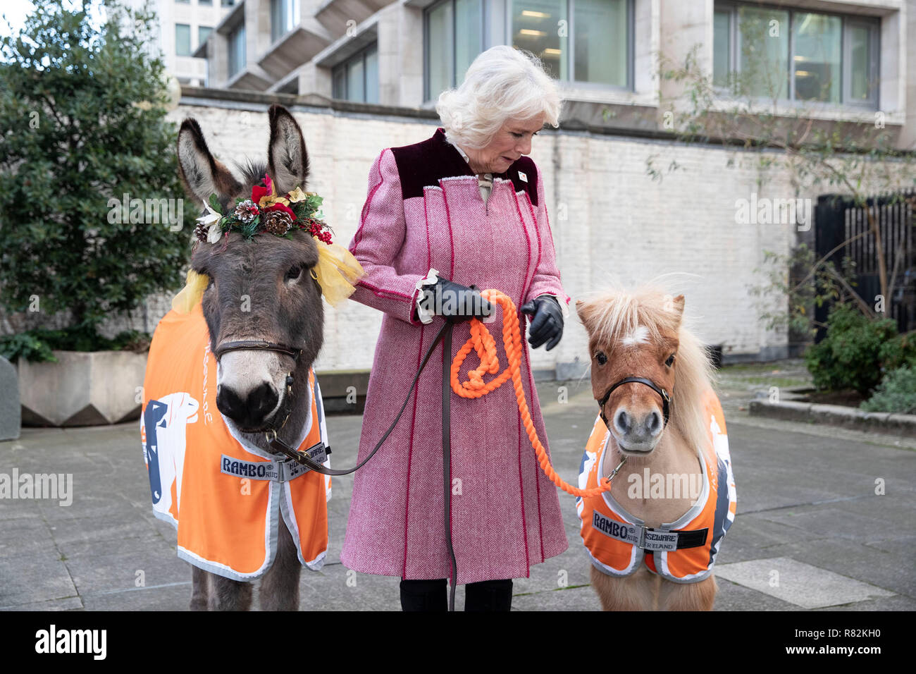La duchessa di Cornovaglia incontra Ollie l'asino e Harry il mini pony Shetland fuori le guardie Cappella in Londra centrale davanti a carol concerto a favore del benessere degli animali nella carità Brooke Azione per lavorare i cavalli e gli asini. Foto Stock