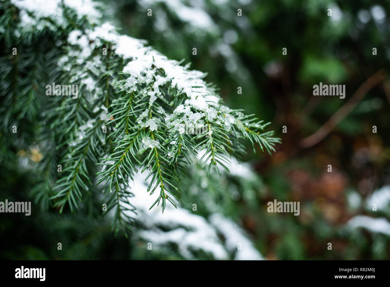 Albero di natale ramo di pino con la neve Foto Stock