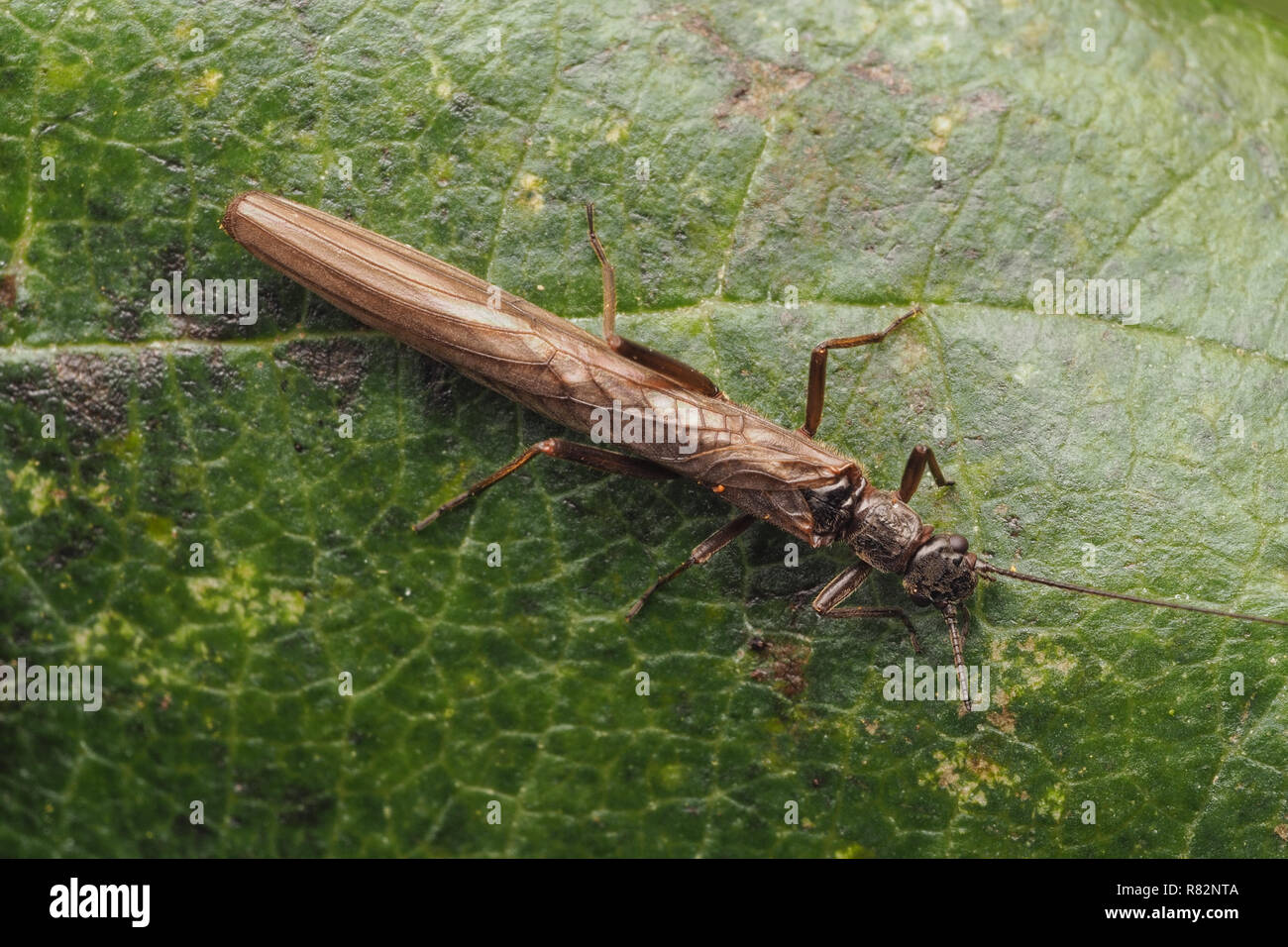 Vista dorsale di Stonefly (Leuctra fusca) a riposo sulla foglia. Tipperary, Irlanda Foto Stock