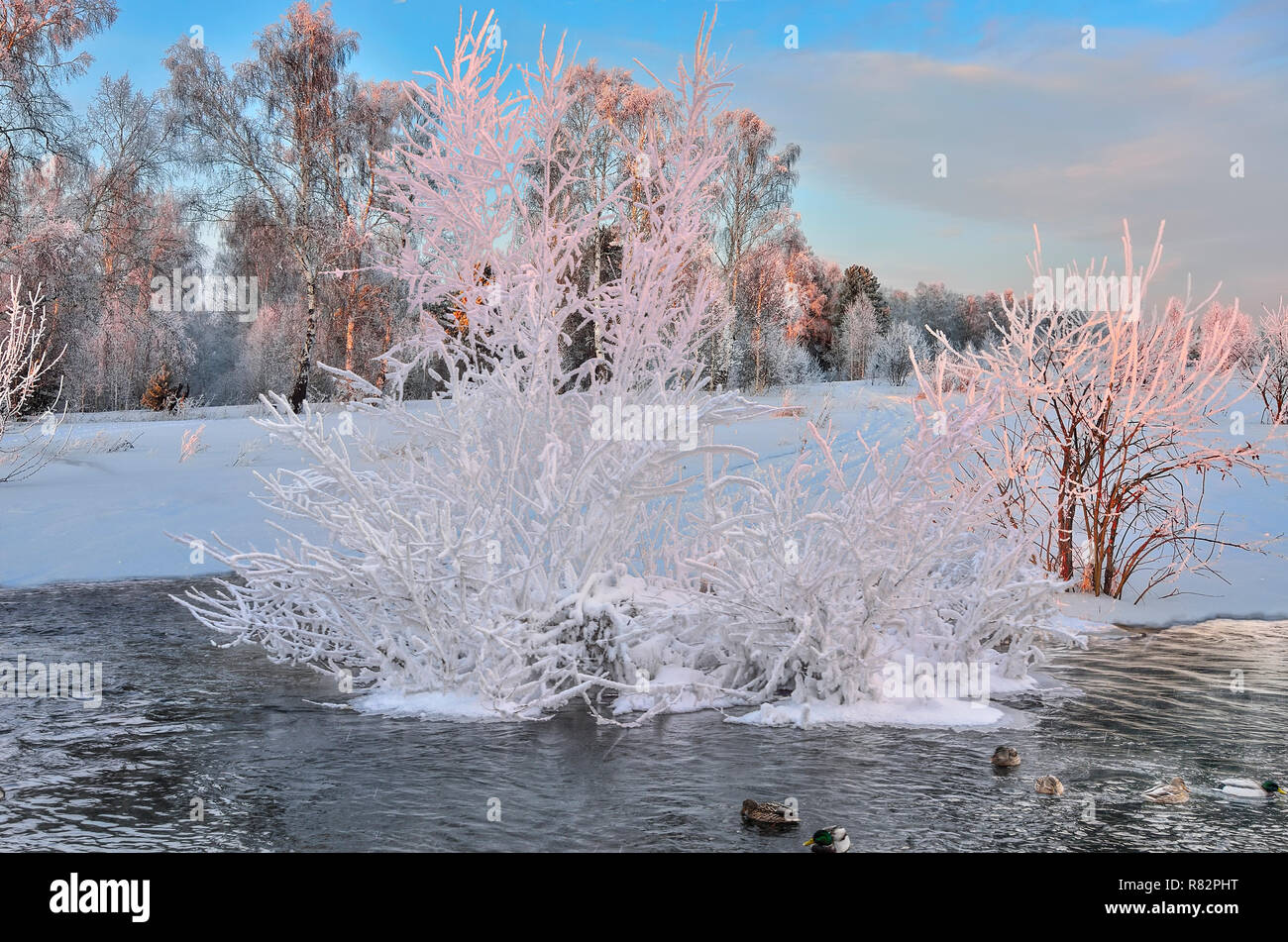 Inverno rosa alba sul fiume sul bordo della foresta dove anatre galleggianti in acqua trascorrere l'inverno. Su una piccola isola è un arbusto con coperchio di brina Foto Stock