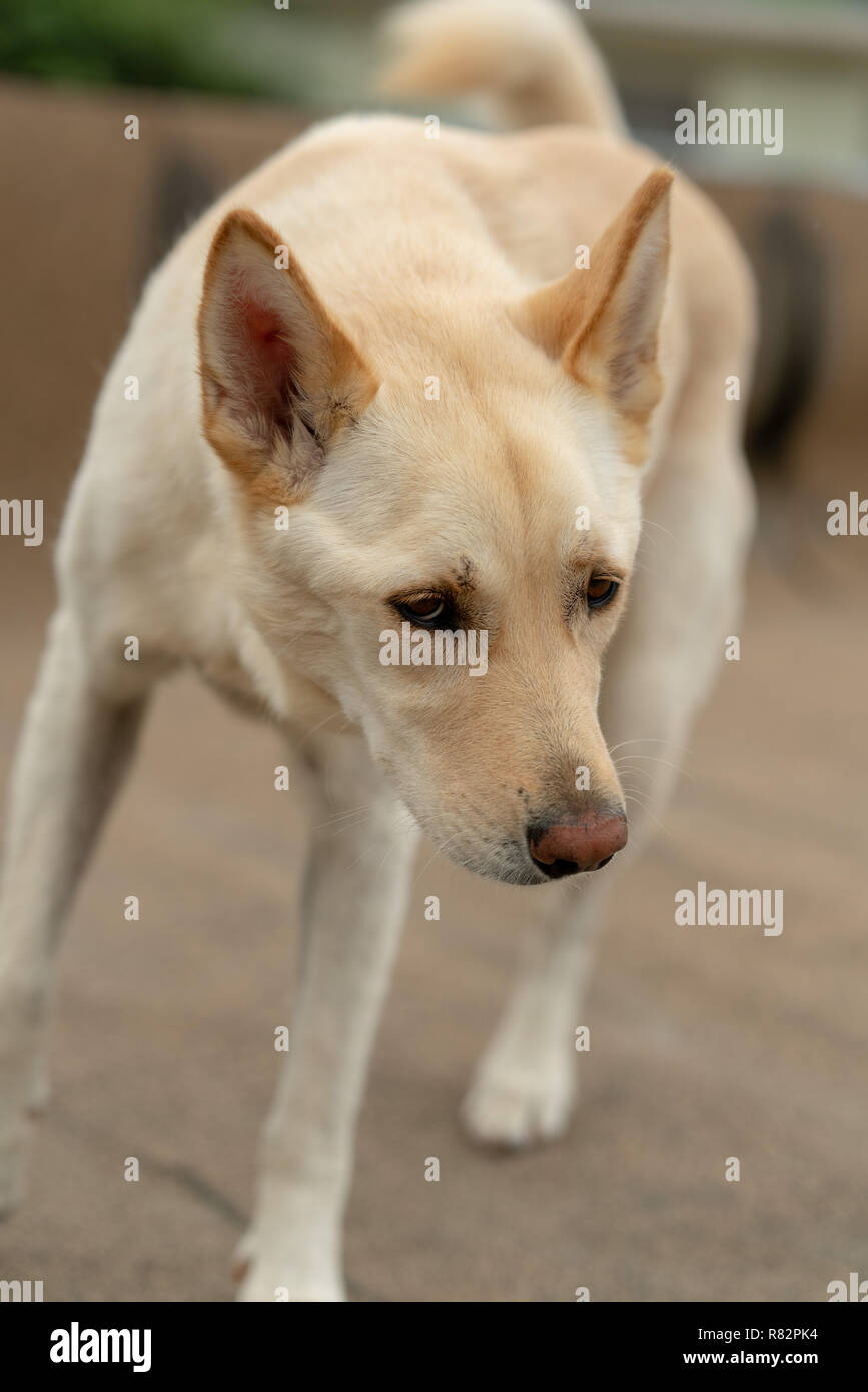 Close up Jindo cane Foto Stock