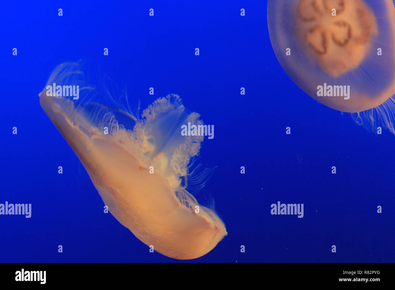 Medusa a Monterey Bay Aquarium Foto Stock