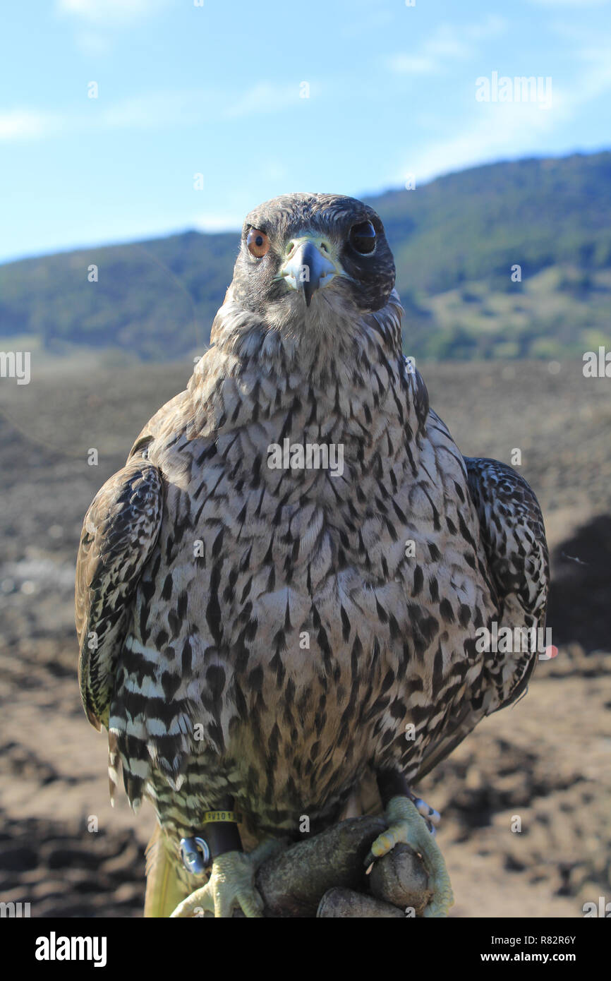 Gyr saker falcon ibrido Foto Stock