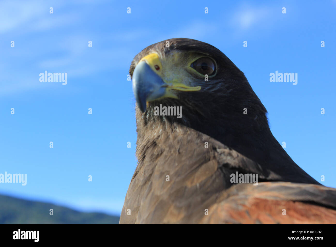 Falco di Harris Foto Stock