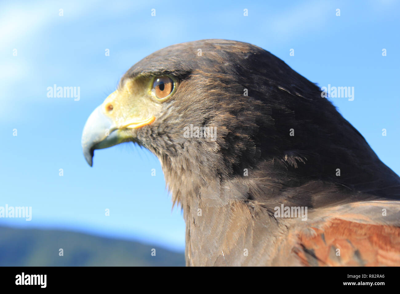 Falco di Harris Foto Stock