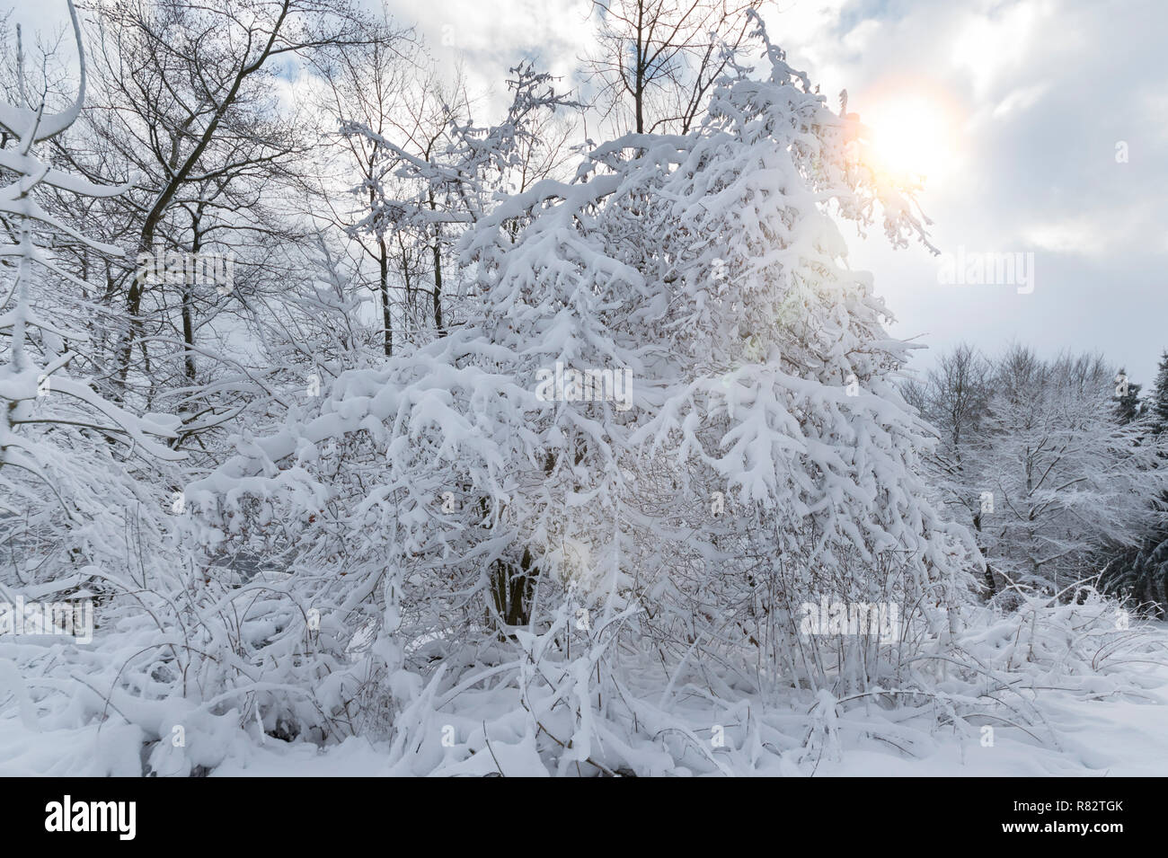 Un innevato paesaggio di neve. L'inverno il sole fa capolino tra le nuvole. Gli alberi portano uno spesso strato di neve. Foto Stock