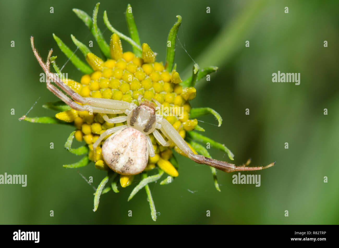 Il ragno granchio, Mecaphesa sp. Foto Stock