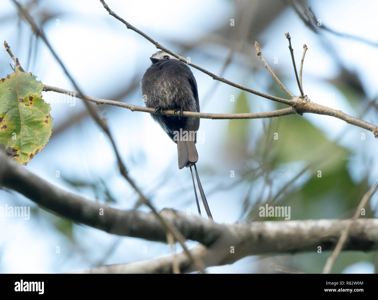 Long-tailed tiranno (Colonia colonus) Foto Stock