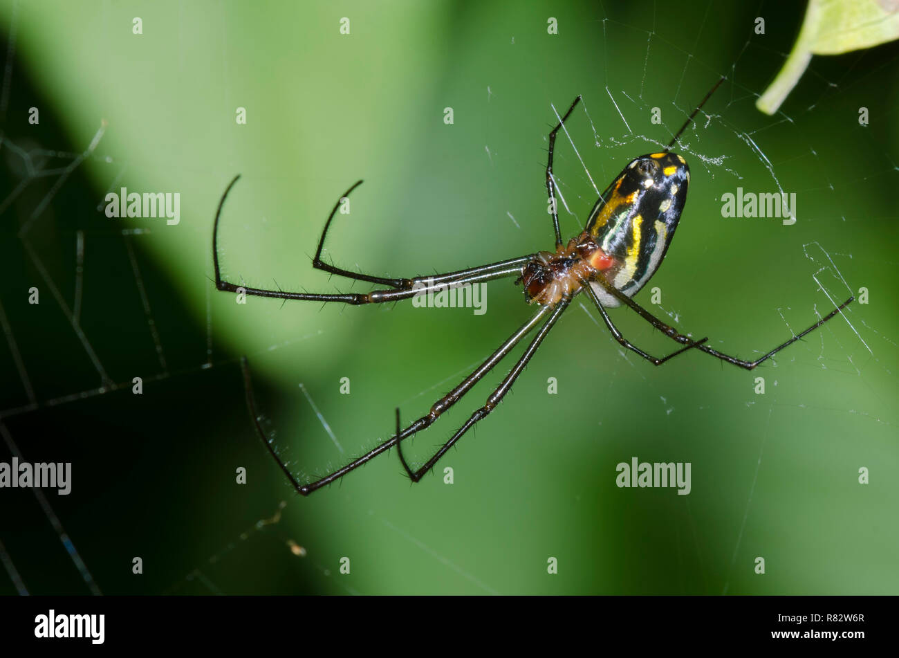 Orchard Orbweaver, argyra Leucauge Foto Stock