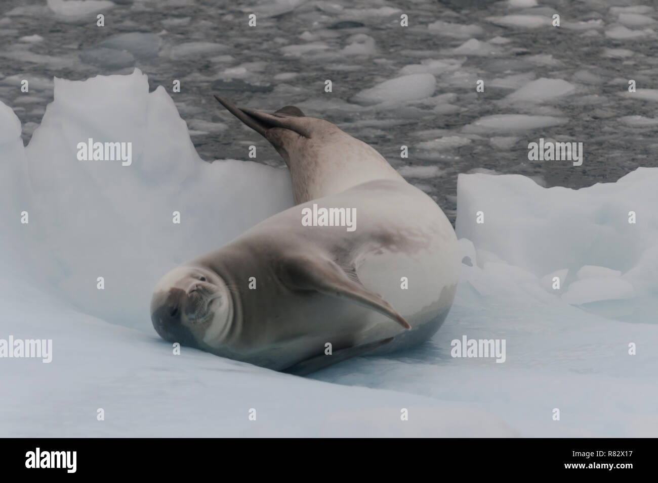 Guarnizione crabeater giacente sul lato su ghiaccio detaille isola penisola antartica antartide Foto Stock