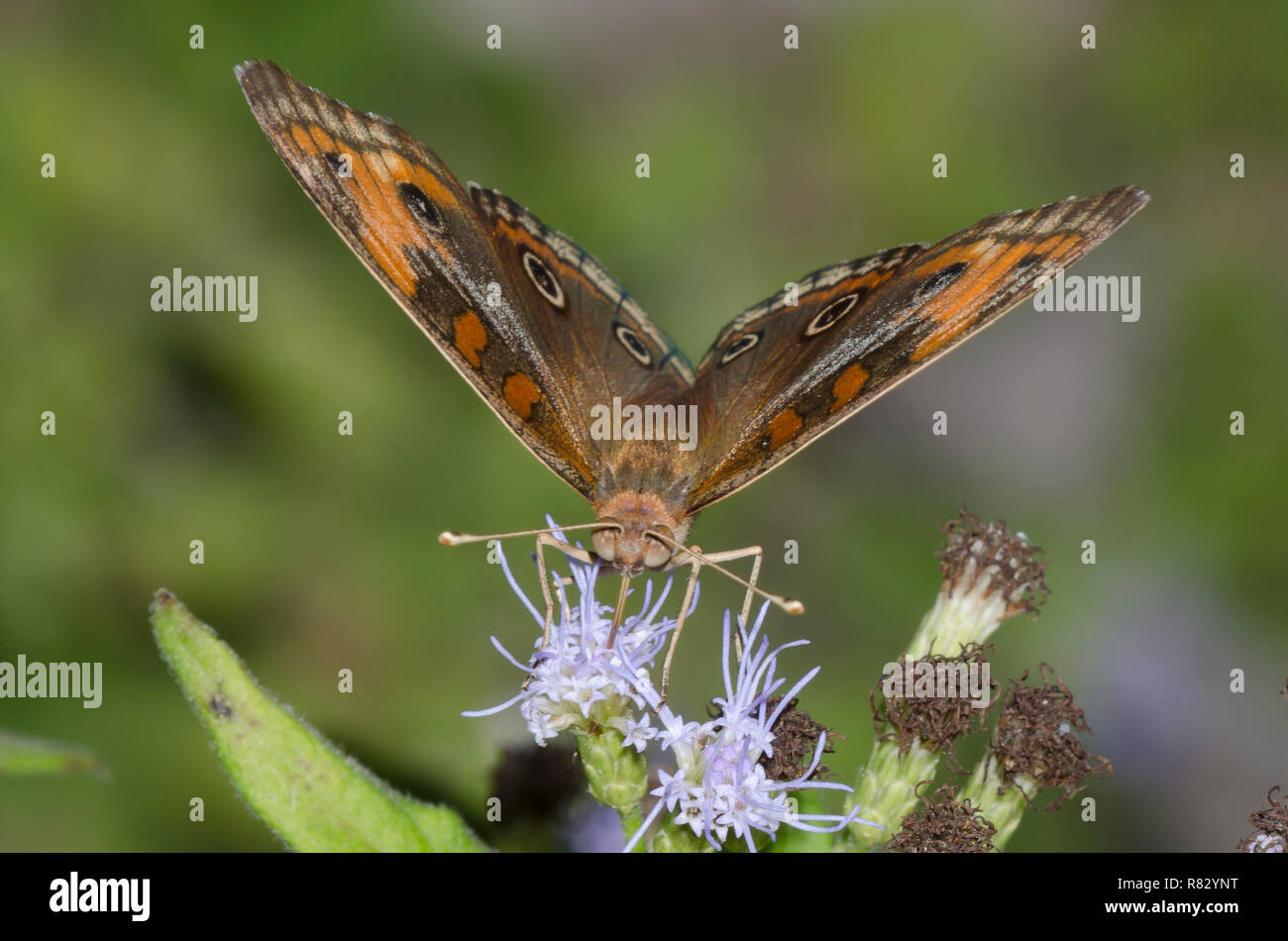 Tropical Buckeye, Junonia evarete, sul fiore di nebbia, Conoclinium sp. Foto Stock