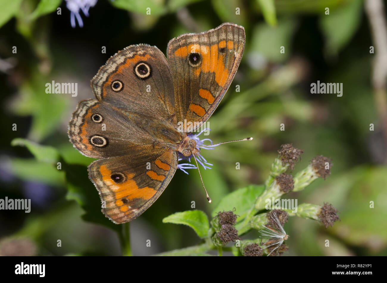 Tropical Buckeye, Junonia evarete, sul fiore di nebbia, Conoclinium sp. Foto Stock
