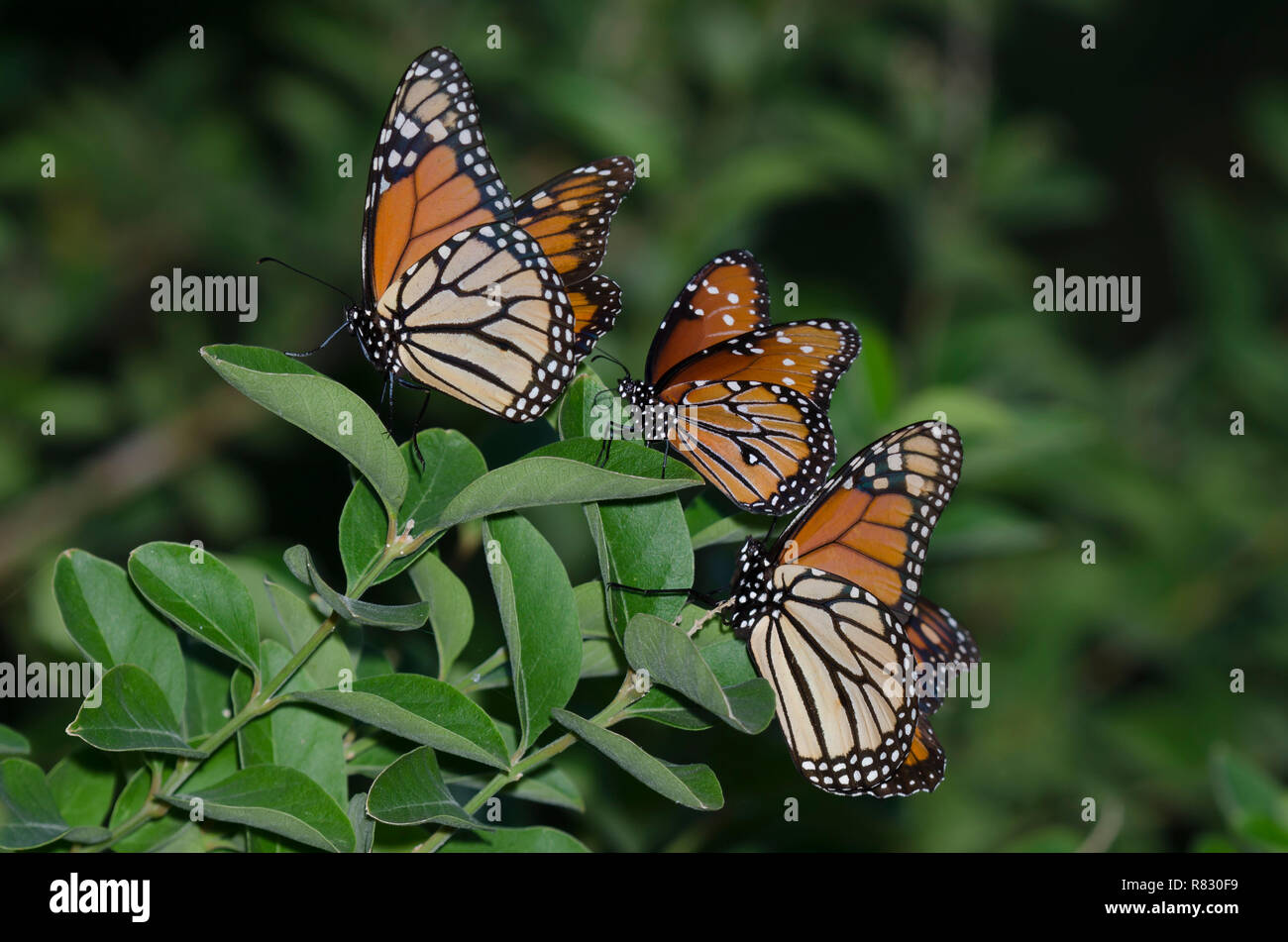 Il monarca, Danaus plexippus, e Regina, Danaus gilippus, sono ' appollaiati Foto Stock