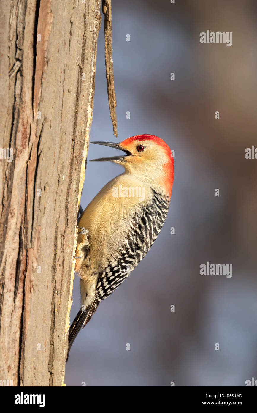 Rosso-picchio panciuto (Melanerpes carolinus) feeging a tree, Iowa, USA Foto Stock