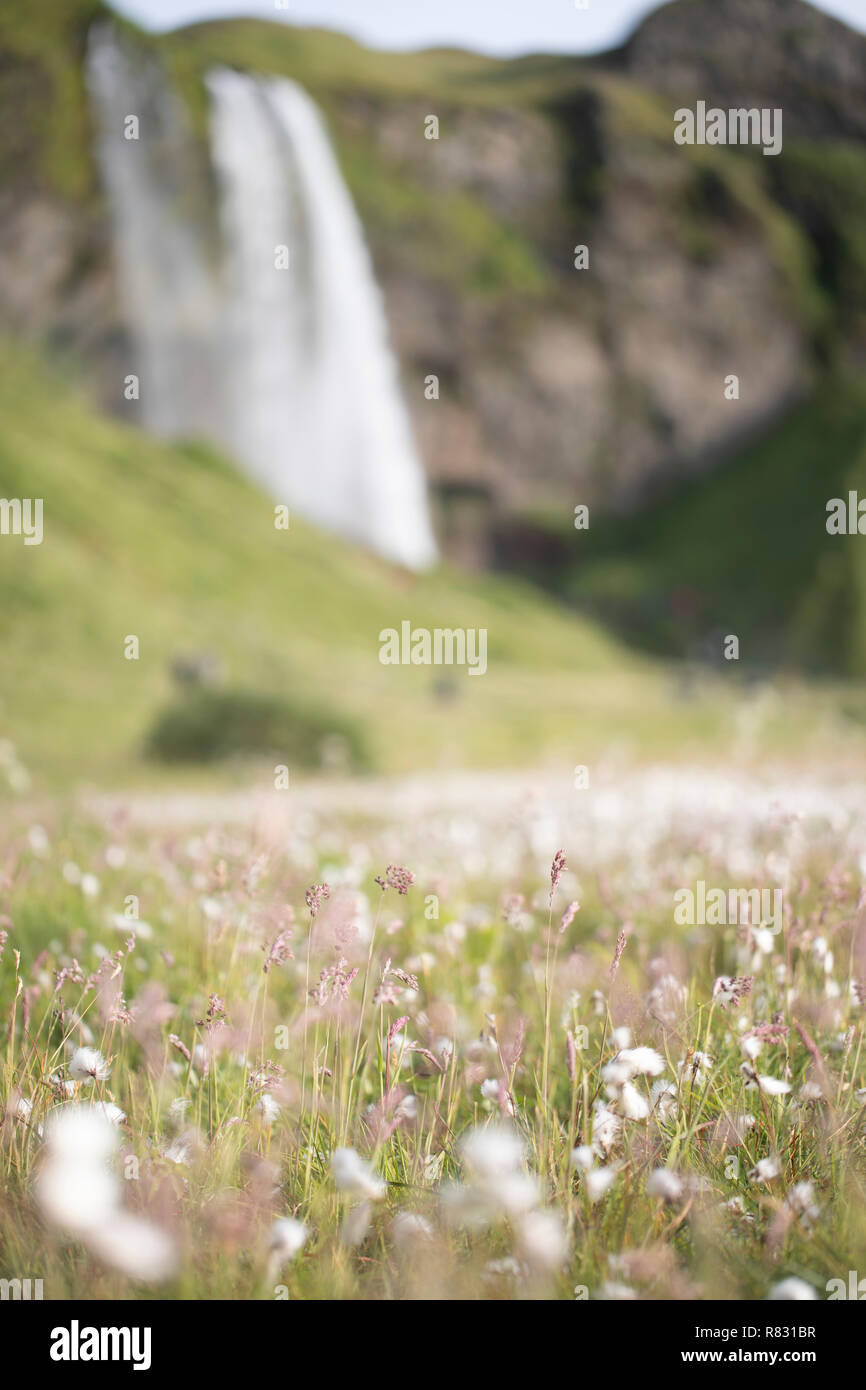 Cotone selvatico erbe e cascata, Islanda Foto Stock